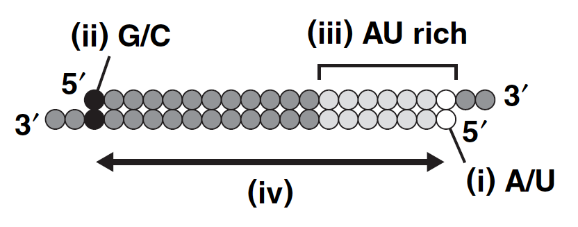 siRNA diagram