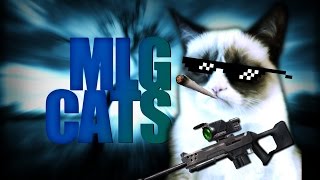 MLG CATS