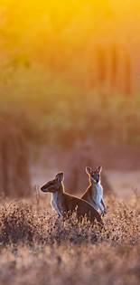 Wallabies at sunrise, Australia