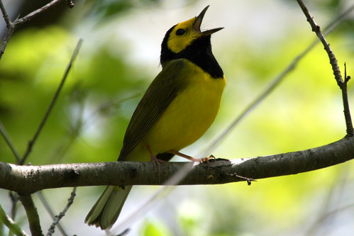 Hooded Warbler (c) 2008 birdfreak.com, some rights reserved