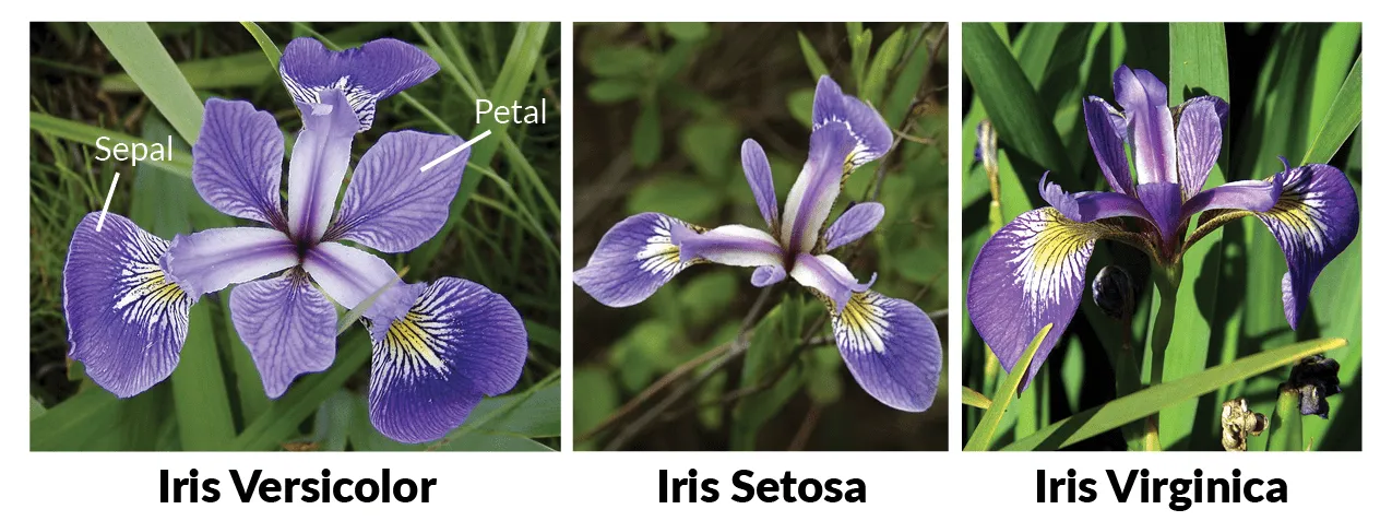 Iris Species