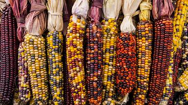 Flint corn (© Cynthia Liang/Shutterstock)