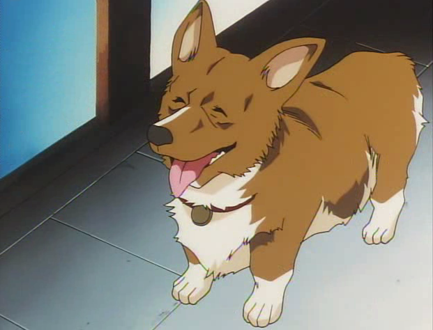 Drawing of a Pembroke Welsh Corgi in the style of Japanese Animation