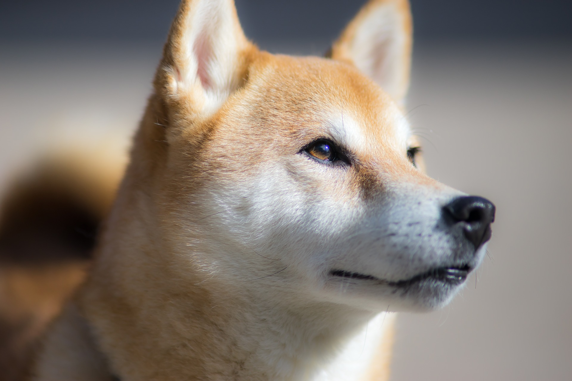 shiba.jpg