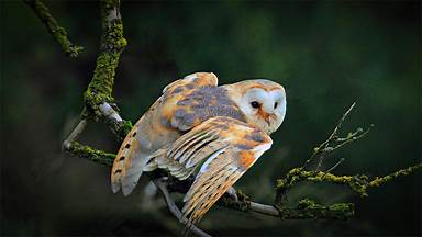 https://cn.bing.com/th?id=OHR.BarnOwlMigration_ZH-CN8579914070&w=384&h=216