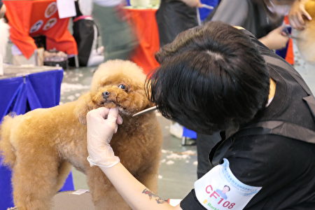 作为模特儿犬的红毛贵宾乖巧可爱，接受美容师的修剪。