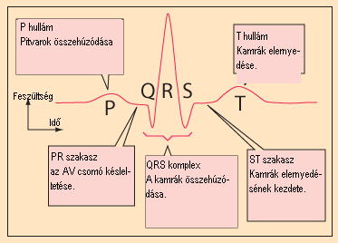 ekg jelmagyarázat