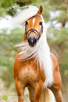 A Haflinger