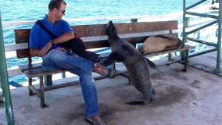 Galapagos Sea Lion Wants Seat on Bench