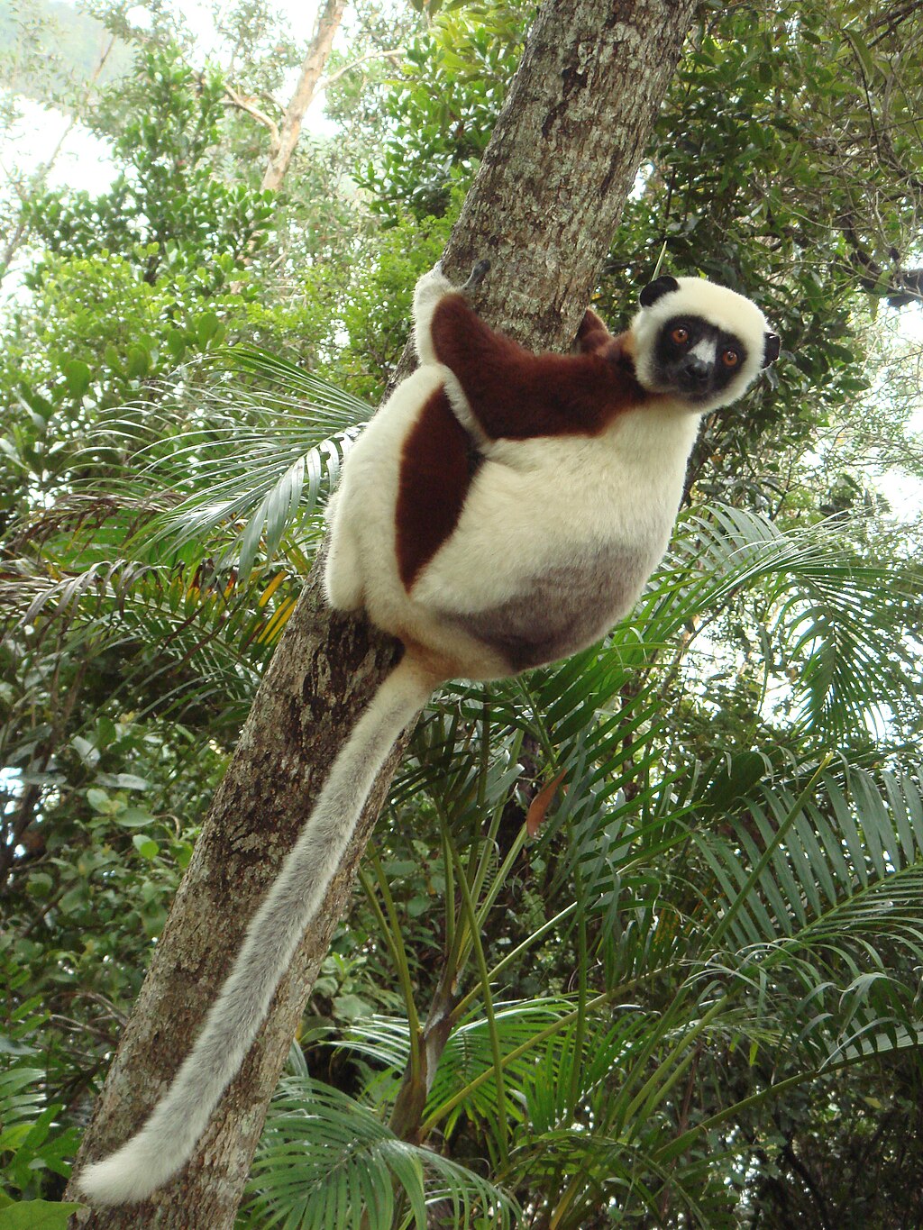 sifaka picture from wikipedia
