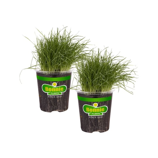 bonnie-plants-19-3-oz-pet-grass-2-pack-1