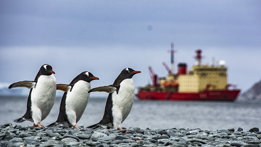 Penguins with Irízar Icebraker in the background