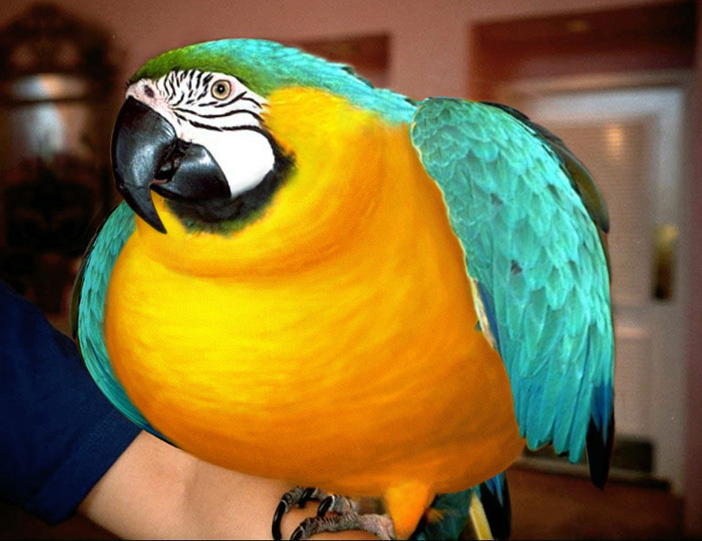 fat parrot