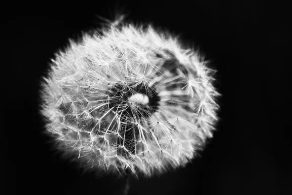 A monochrome close-up of a dandelion.