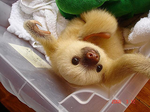 baby sloth like opcodes