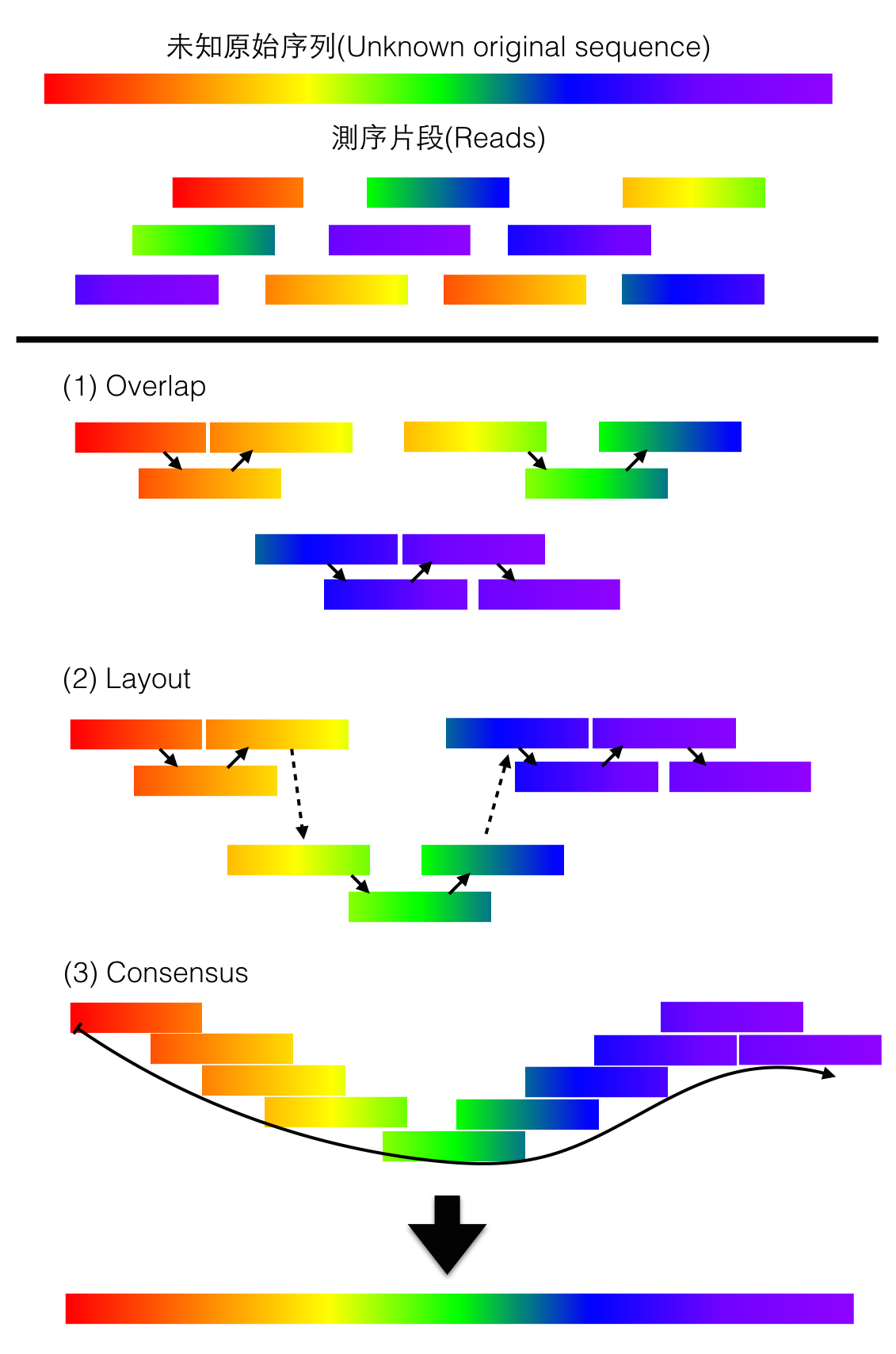 OLC,Overlap-Layout-consensus