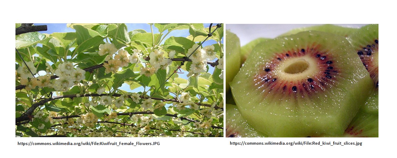 Colouration of kiwi fruit tissues (Tweet #7)