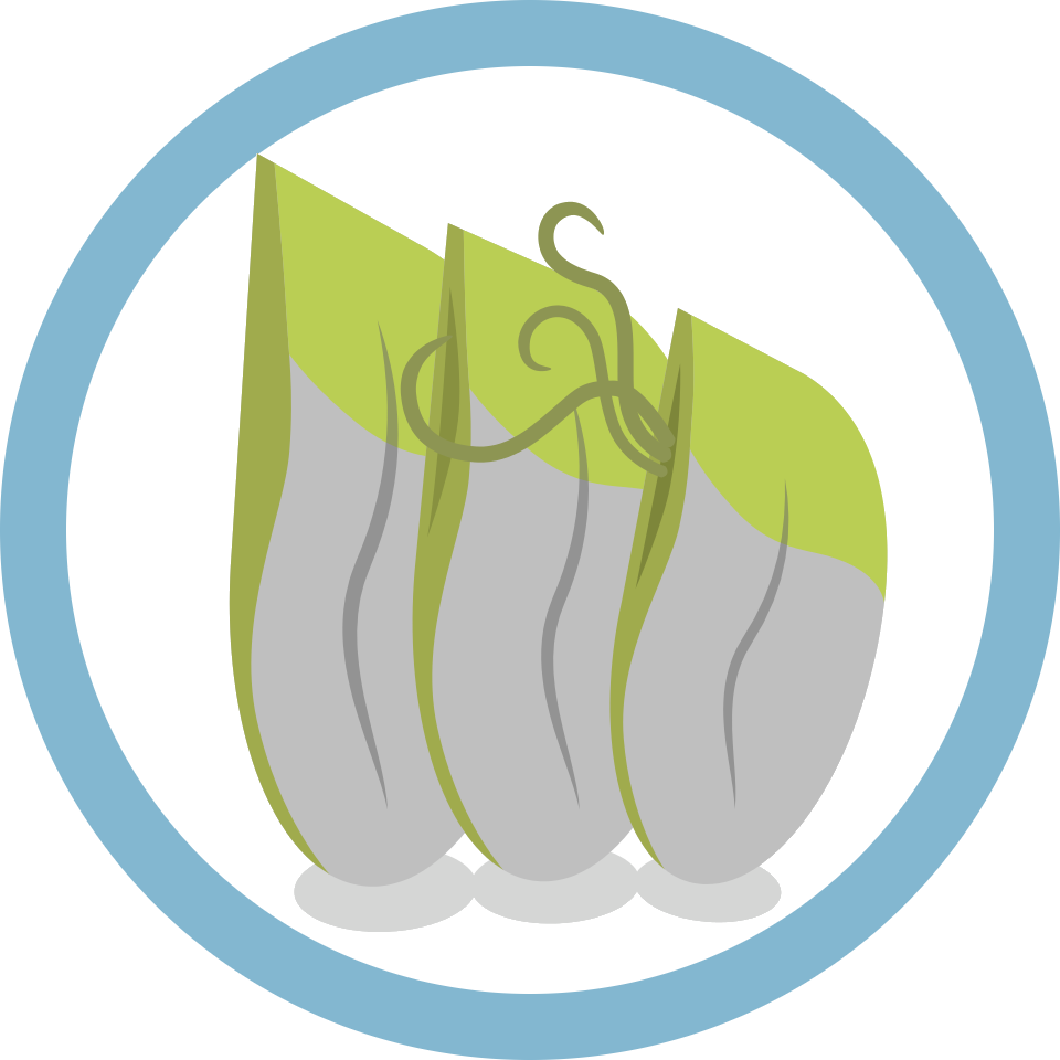 barnacles logo