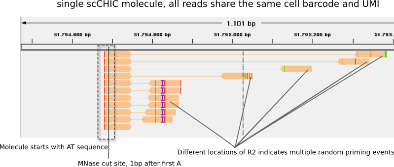 Single cell chic seq molecule reads