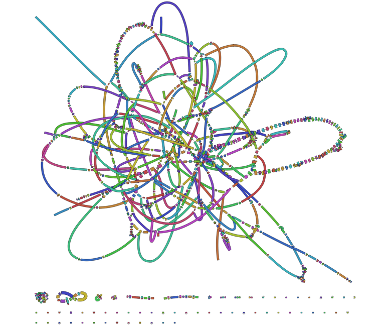 61-mer assembly graph