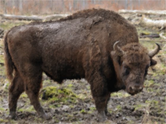 Picture of an actual Wisent