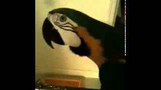 What the fuck! Papagei Parrot WTF Watafak