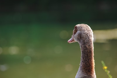 goose image