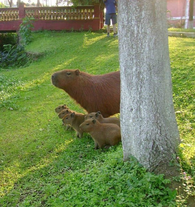 capybaras