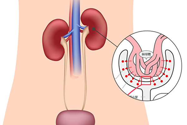 排尿就是排出体内的垃圾、废物，肾脏每天都在制造尿液。（Shutterstock/大纪元制图）