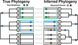 Example of errors in phylogenetic inference due to recurrent sequencing errors. Source: Figure 1 in Turakhia, de Maio, Thornlow et al. (2020)