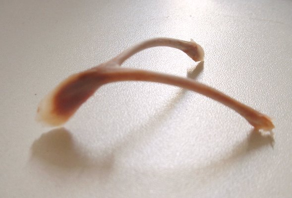 wishbone