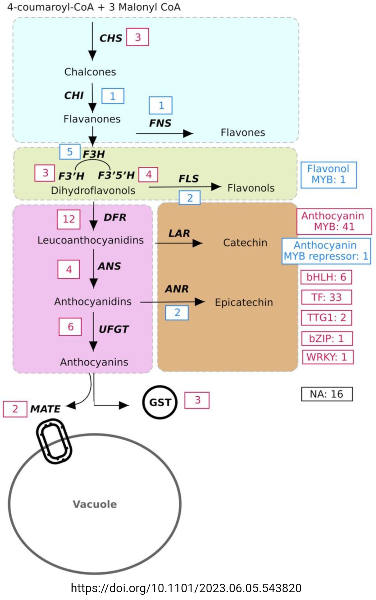 Genetic factors blocking anthocyanin biosynthesis (82)