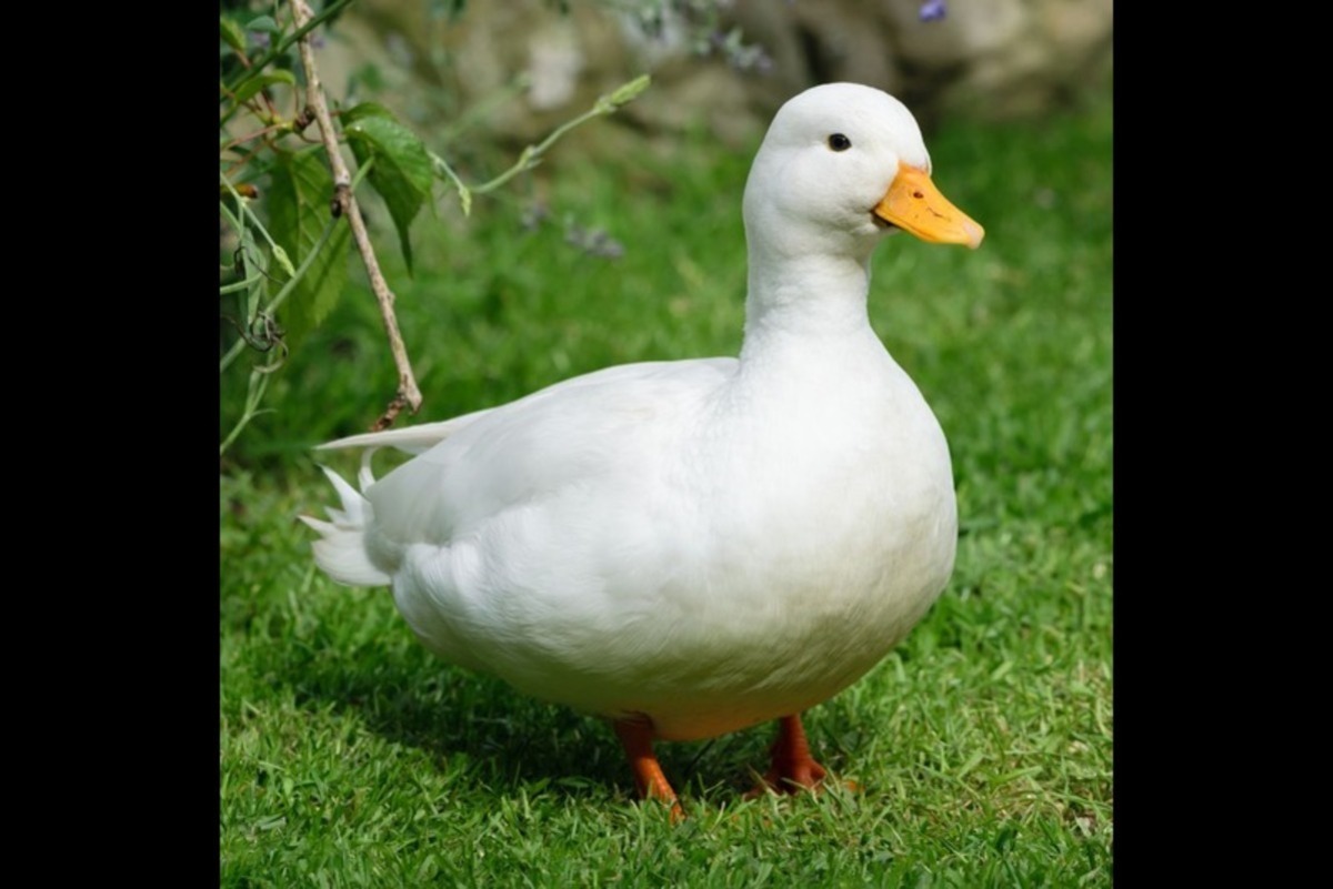 duck1.jpg