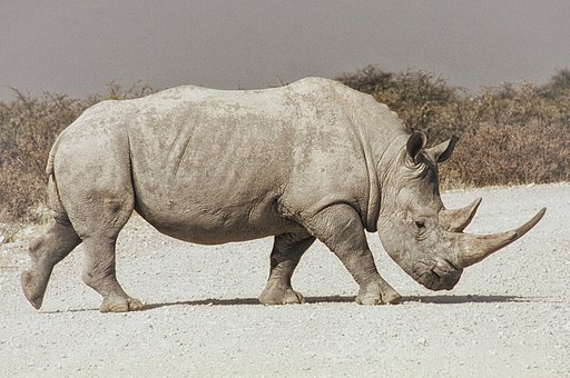 Rhino (234581759)