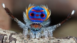 Peacock Spider 7