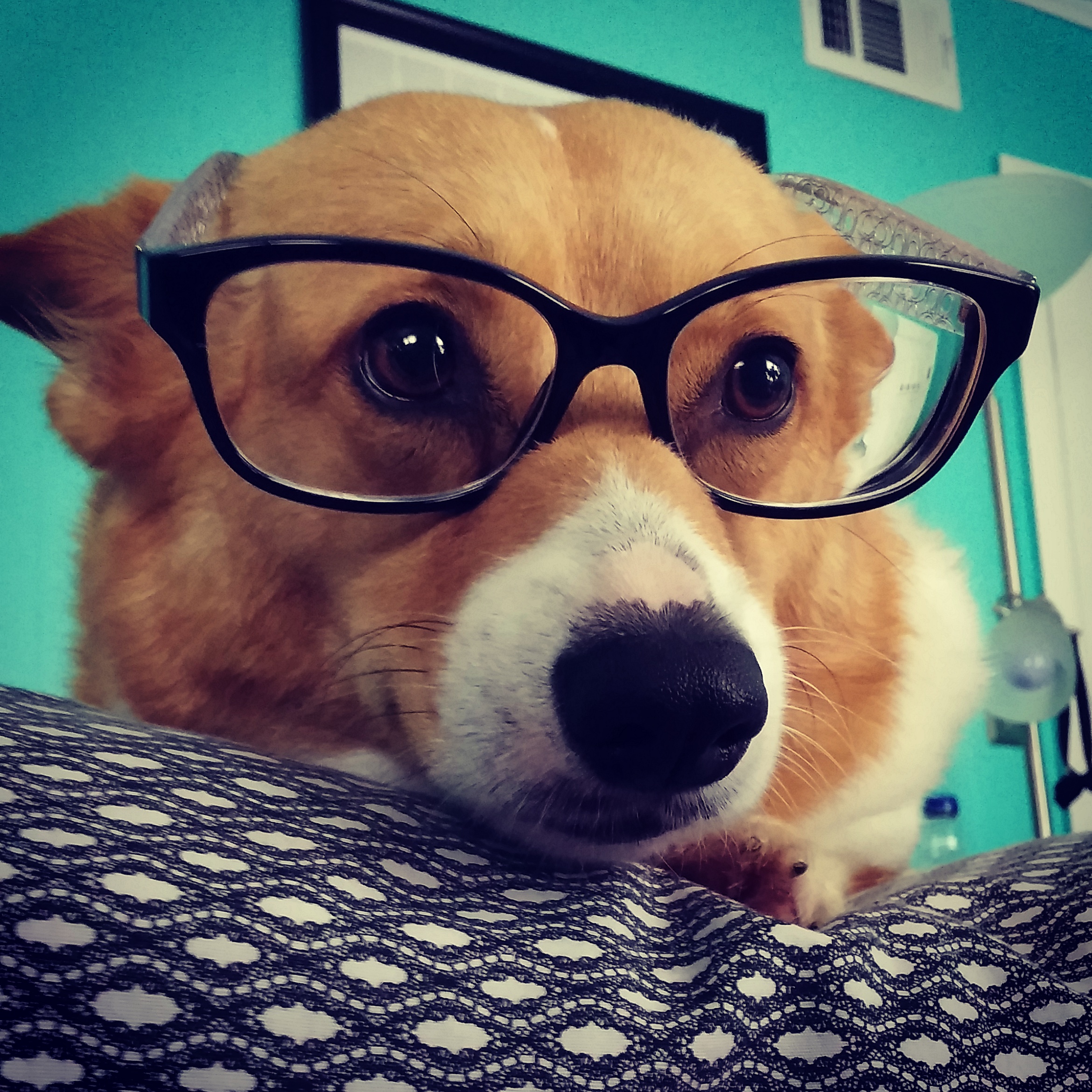 dog image