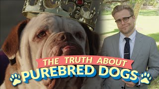 The Bizarre Truth About Purebred Dogs  and Why Mutts Are Better 