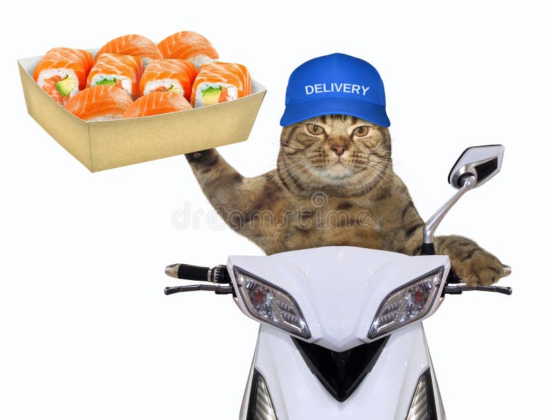 driving cat with sushi