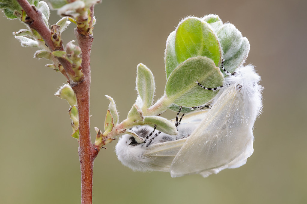 White Satin Moth (Leucoma salicis)