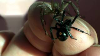 Brown Recluse and Black Widow on my hand at the same time