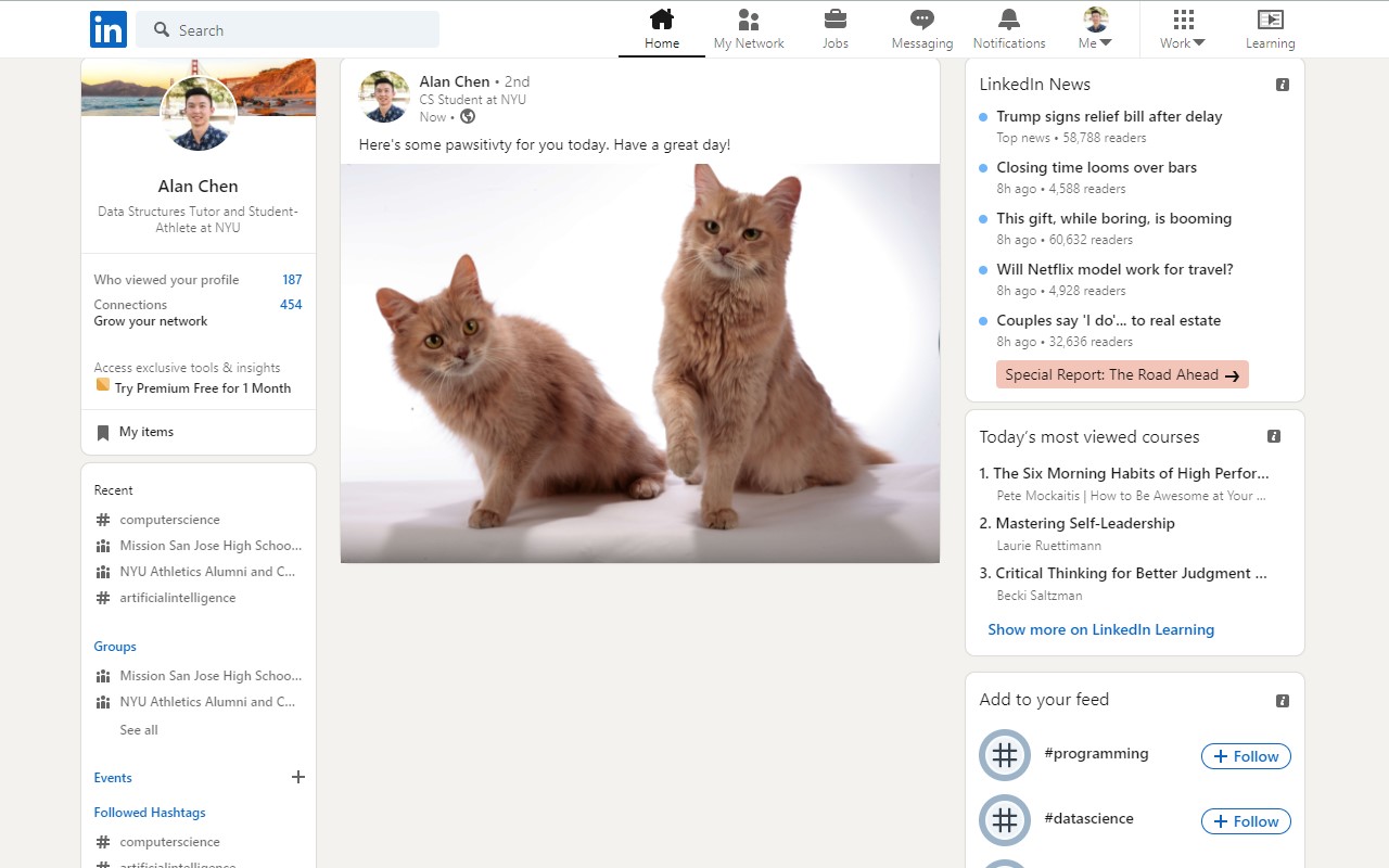 Super cute cat LinkedIn feed