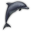 dolphin