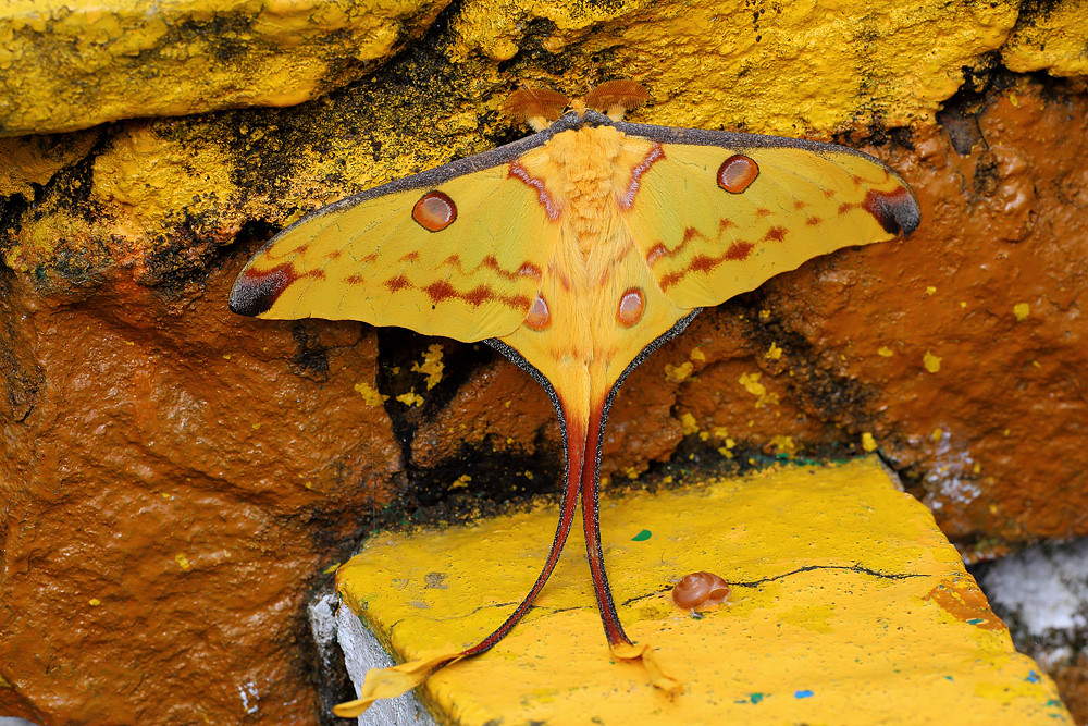 Comet moth