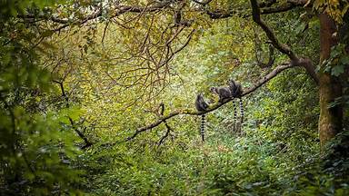 https://cn.bing.com/th?id=OHR.WorldLemurDay_ZH-CN9867937861&w=384&h=216