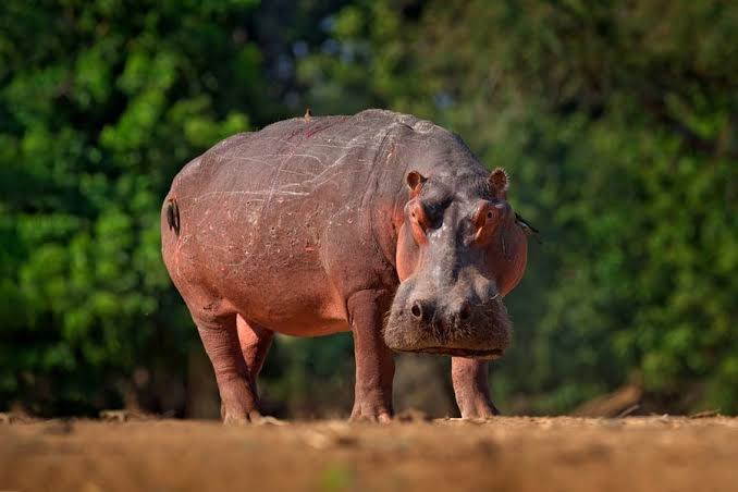 Alt Hippopotamus