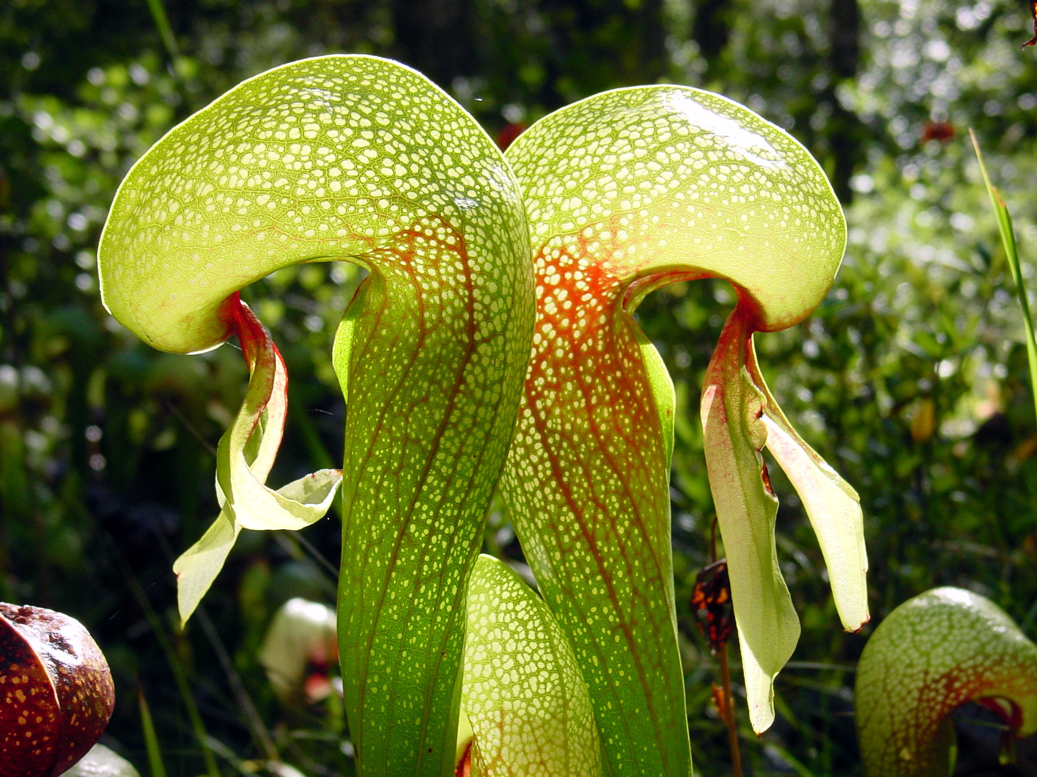 Darlingtonia californica image