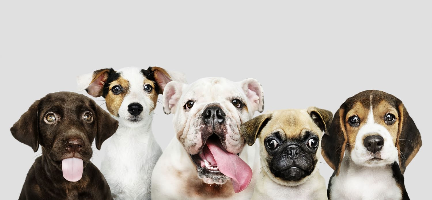 image of five puppies sitting and looking at camera with a white background