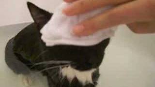 Cat taking Japanese style bath   towel on head  