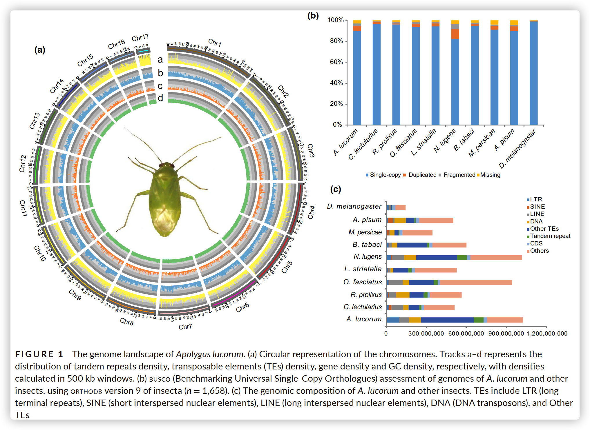 The genome landscape of Apolygus lucorum