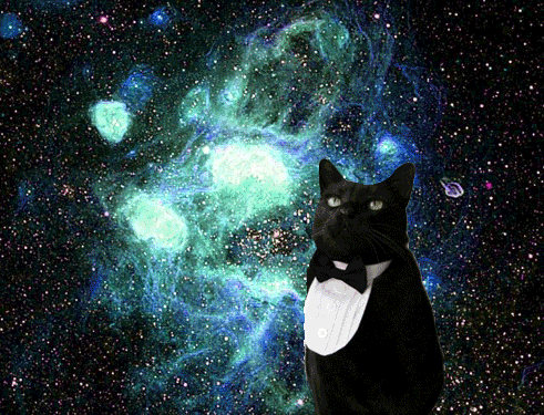 cat image